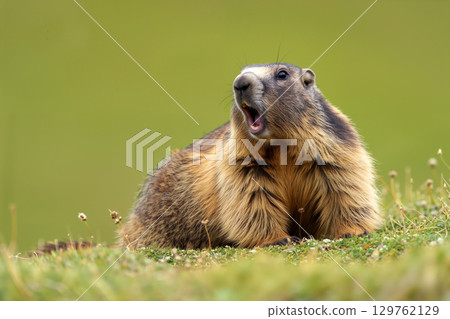 Marmot Calls out in the Wild During Early Morning Hours in a Mountainous Landscape 129762129
