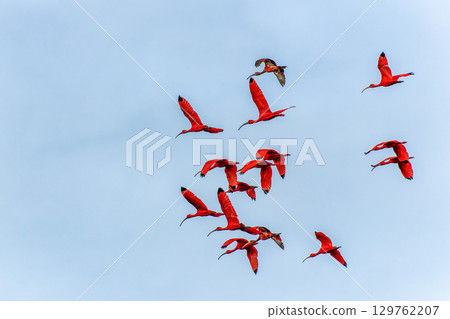 Scarlet ibis flying back home to their sleeping place, Revoada dos guaras on the Delta of the Parnaiba River in Brazil 129762207