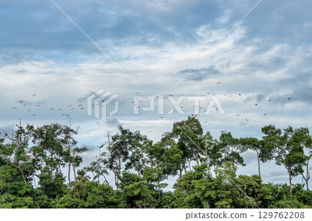Scarlet ibis flying back home to their sleeping place, Revoada dos guaras on the Delta of the Parnaiba River in Brazil 129762208
