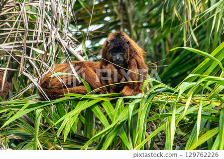 Howler monkey, Alouatta discolor on a tree in the brazilian jungle at Ilha das Canarias in Brazil. Delta do Parnaiba 129762226
