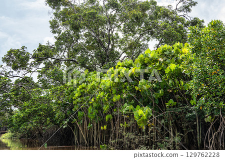 Boat trip on the Igarape do Urubu River, Delta das Americas to Ilha das Canarias, Brazil. South America Boat trip on the Igarape do Urubu River, Delta das Americas to Ilha das Canarias, Brazil. South America 129762228