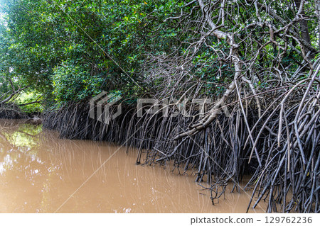 Boat trip on the Igarape do Urubu River, Delta das Americas to Ilha das Canarias, Brazil. South America 129762236