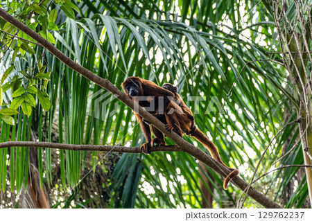 Howler monkey, Alouatta discolor on a tree in the brazilian jungle at Ilha das Canarias in Brazil. Delta do Parnaiba 129762237