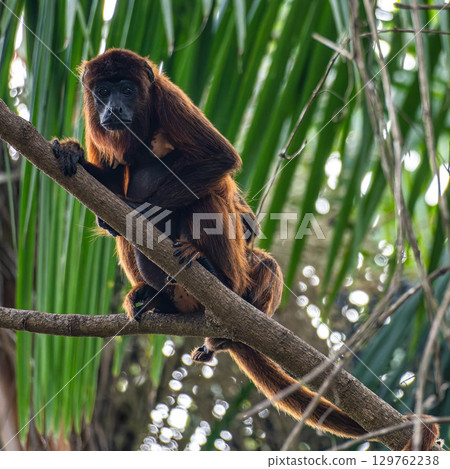Howler monkey, Alouatta discolor on a tree in the brazilian jungle at Ilha das Canarias in Brazil. Delta do Parnaiba 129762238