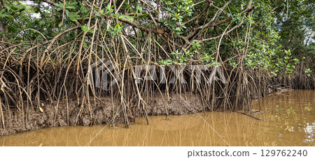Boat trip on the Igarape do Urubu River, Delta das Americas to Ilha das Canarias, Brazil. South America 129762240