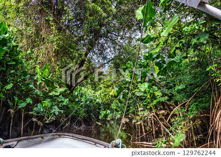 Boat trip on the Igarape do Urubu River, Delta das Americas to Ilha das Canarias, Brazil. South America 129762244