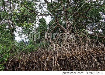 Boat trip on the Igarape do Urubu River, Delta das Americas to Ilha das Canarias, Brazil. South America 129762246