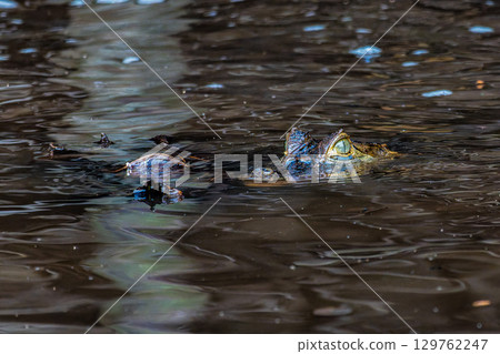 Yacare caiman in the brazilian jungle at Ilha das Canarias in Brazil. Delta do Parnaiba. 129762247