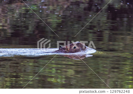 Capybara, Hydrochoerus hydrochaeris at the Igarape do Urubu River, Delta das Americas to Ilha das Canarias, Brazil. South America Capybara, Hydrochoerus hydrochaeris at the Igarape do Urubu River, Delta das Americas to Ilha das Canarias, Brazil. South America 129762248