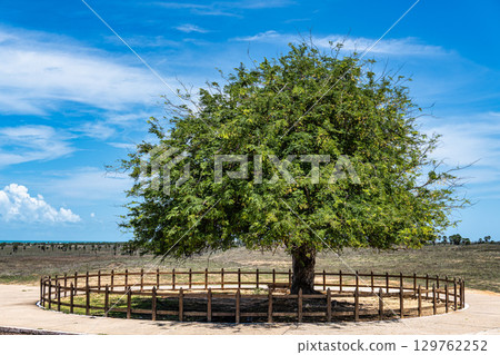 The Combed tree at Luiz Correia, Piaui, Brazil. A tree that has been shaped by intense winds over time. 129762252
