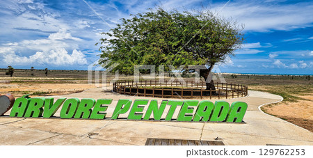 The Combed tree at Luiz Correia, Piaui, Brazil. A tree that has been shaped by intense winds over time. 129762253