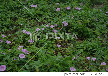 一簇牽牛花尋找晨露 129762288