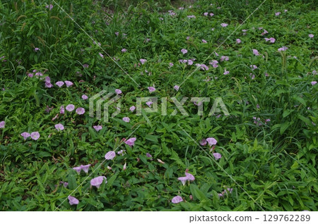 一簇牽牛花尋找晨露 129762289