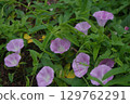 一簇牽牛花尋找晨露 129762291