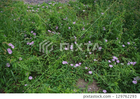 A cluster of morning glories seeking morning dew A cluster of morning glories seeking morning dew 129762293