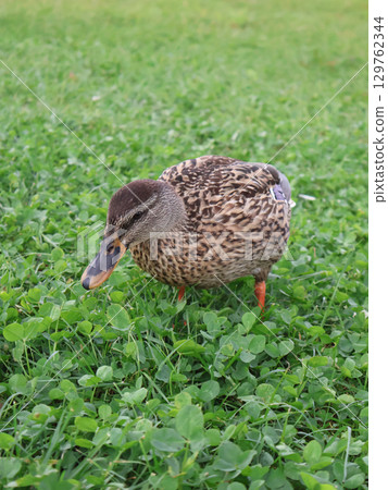 Wild Mallard Duck Grazing on Lush Green Grass in Natural Setting Wild Mallard Duck Grazing on Lush Green Grass in Natural Setting 129762344