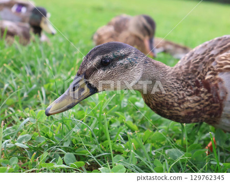 Close Up of a Duck in a Lush Green Grass Field Close Up of a Duck in a Lush Green Grass Field 129762345