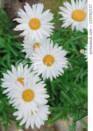Macro photo of daisy flowers in soft natural light. Ideal for themes of nature, wellness, and freshness 129762537