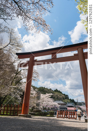 香取神社的朱紅色鳥居與櫻花 129762881