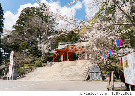 Katori Shrine's main gate and cherry blossoms 129762901