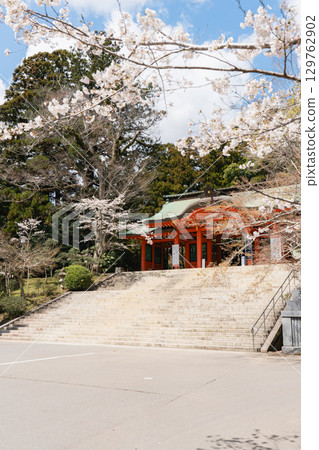 Katori Shrine's main gate and cherry blossoms 129762902