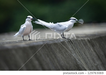黑枕燕鷗是一種美麗、優雅的白色野生鳥類，夏季可以在沖繩和奄美的海岸和海灘上看到。 129763069