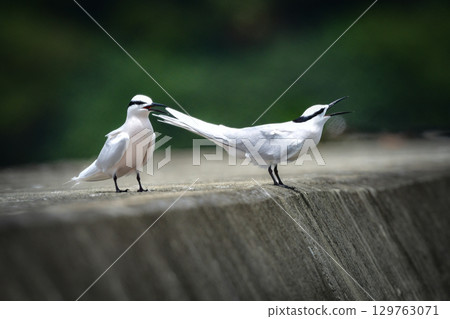 The black-naped tern is a beautiful, elegant white wild bird that can be seen on the coasts and beaches of Okinawa and Amami in summer. The black-naped tern is a beautiful, elegant white wild bird that can be seen on the coasts and beaches of Okinawa and Amami in summer. 129763071