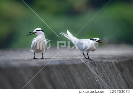 The black-naped tern is a beautiful, elegant white wild bird that can be seen on the coasts and beaches of Okinawa and Amami in summer. 129763073