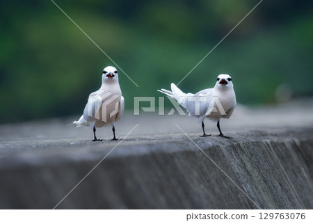 The black-naped tern is a beautiful, elegant white wild bird that can be seen on the coasts and beaches of Okinawa and Amami in summer. 129763076