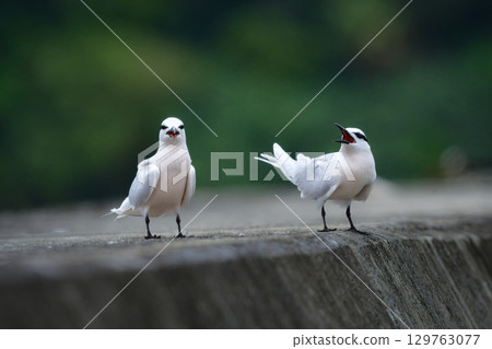 The black-naped tern is a beautiful, elegant white wild bird that can be seen on the coasts and beaches of Okinawa and Amami in summer. 129763077