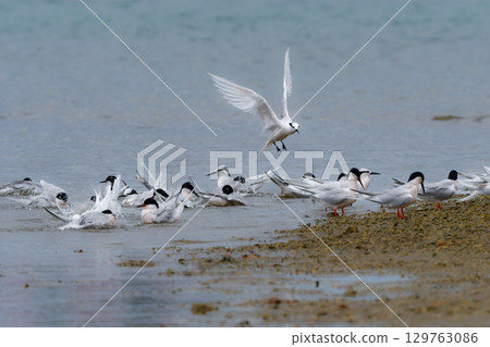 The black-naped tern is a beautiful, elegant white wild bird that can be seen on the coasts and beaches of Okinawa and Amami in summer. 129763086