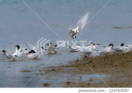 黑枕燕鷗是一種美麗、優雅的白色野生鳥類，夏季可以在沖繩和奄美的海岸和海灘上看到。 129763087