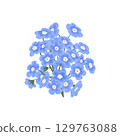 Blue forget-me-nots, flower composition, twig, hand-drawn watercolor digital illustration in flat naive style, isolated. Element for designing 129763088