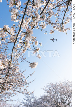 Airplanes flying in the blue sky and cherry blossoms 129763221