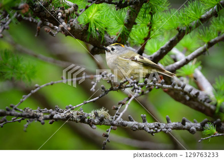 高山金冠戴菊是一種非常小巧可愛的野生鳥類，從初夏到夏季都可以在富士山和上高地看到它們。 129763233