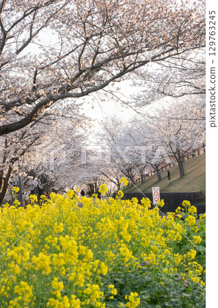 Cherry blossoms and rape blossoms at Sakuranoyama in Narita City Cherry blossoms and rape blossoms at Sakuranoyama in Narita City 129763245