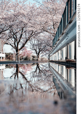 Sakuranoyama, Narita City Cherry blossoms reflected in a puddle and guardrail 129763274
