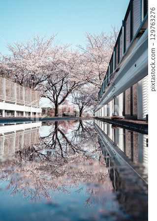 成田市櫻之山 倒映在水坑和護欄上的櫻花 成田市櫻之山 倒映在水坑和護欄上的櫻花 129763276