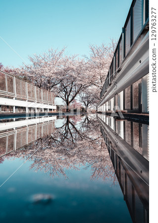 Sakuranoyama, Narita City Cherry blossoms reflected in a puddle and guardrail Sakuranoyama, Narita City Cherry blossoms reflected in a puddle and guardrail 129763277