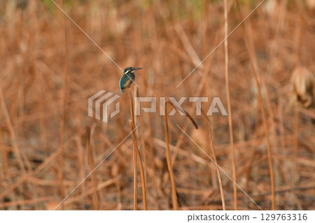 Kingfisher perched on a lotus stem 129763316