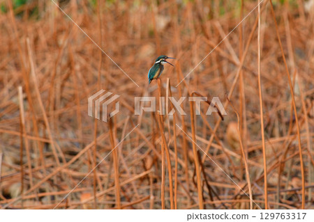 Kingfisher perched on a lotus stem 129763317
