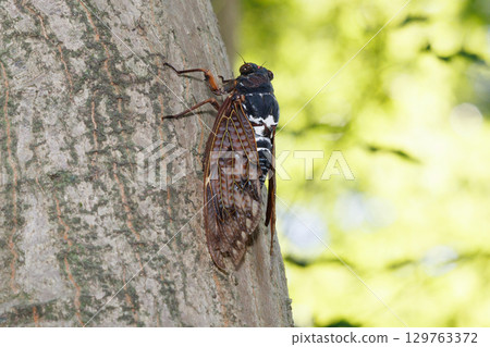 Abra Zemi stopping in a tree Abra Zemi stopping in a tree 129763372