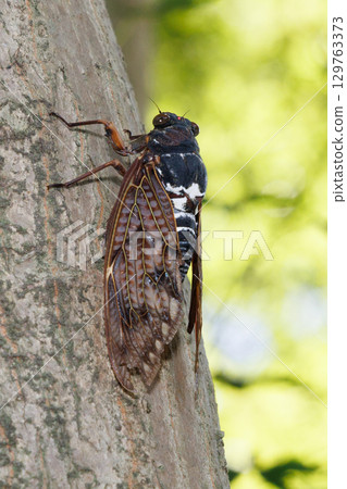Abra Zemi stopping in a tree Abra Zemi stopping in a tree 129763373
