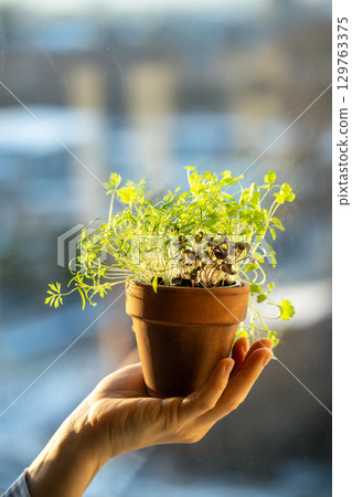 Hand holding clay pot with vibrant microgreen sprouts of edible herbs during winter season at home Hand holding clay pot with vibrant microgreen sprouts of edible herbs during winter season at home 129763375