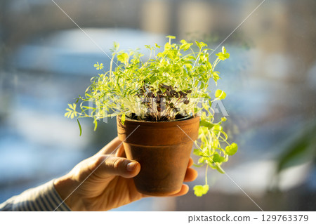 Basil dill cilantro parsley in one pot in man hand. Winter growing at home, homegrown cultivation 129763379