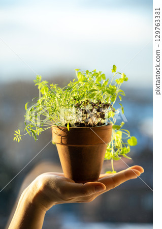 Basil dill cilantro parsley in one pot in woman hand. Winter growing at home, homegrown cultivation Basil dill cilantro parsley in one pot in woman hand. Winter growing at home, homegrown cultivation 129763381