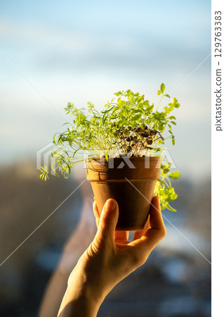 Basil dill cilantro parsley in one pot in woman hand. Winter growing at home, homegrown cultivation Basil dill cilantro parsley in one pot in woman hand. Winter growing at home, homegrown cultivation 129763383