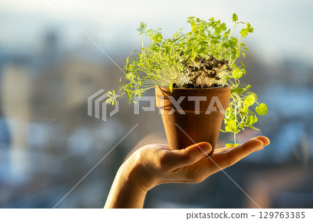 Basil dill cilantro parsley in one pot in woman hand. Winter growing at home, homegrown cultivation 129763385