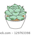 Green succulent Echeveria 129763398