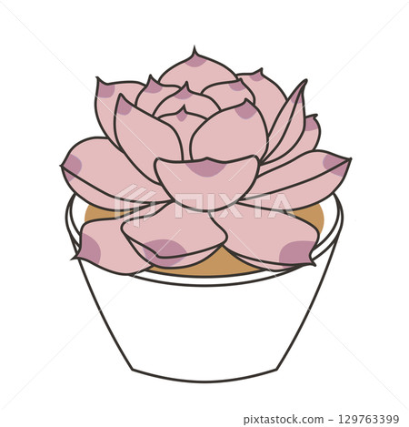 多汁的 Echeveria 秋葉 多汁的 Echeveria 秋葉 129763399